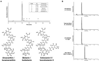 Amaranth as a natural food colorant source: Survey of germplasm and optimization of extraction methods for betalain pigments